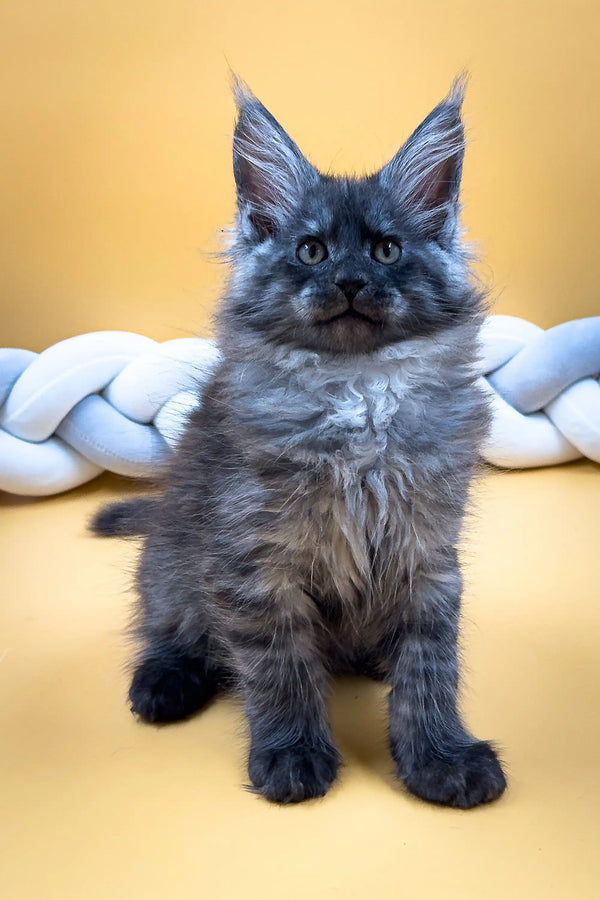 Fluffy gray Maine Coon kitten with bright eyes and pointed ears for Ekler product