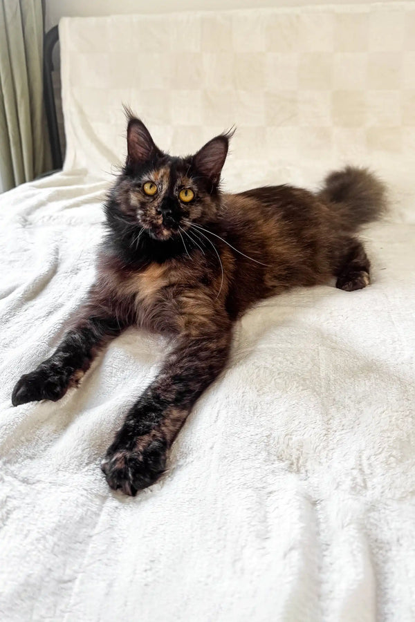 Electra | maine coon kitten