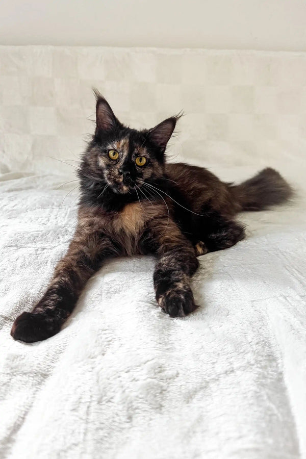 Electra | maine coon kitten