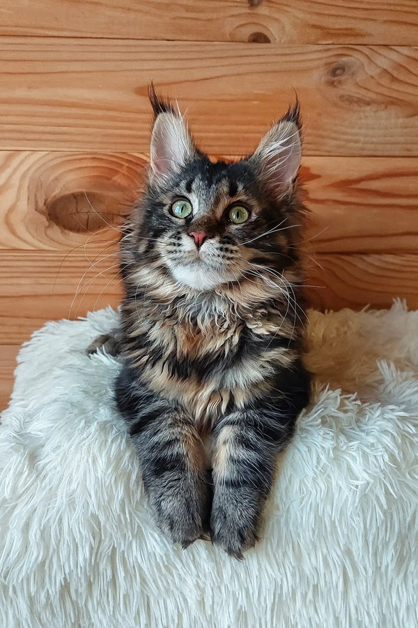 Eleonora | maine coon kitten