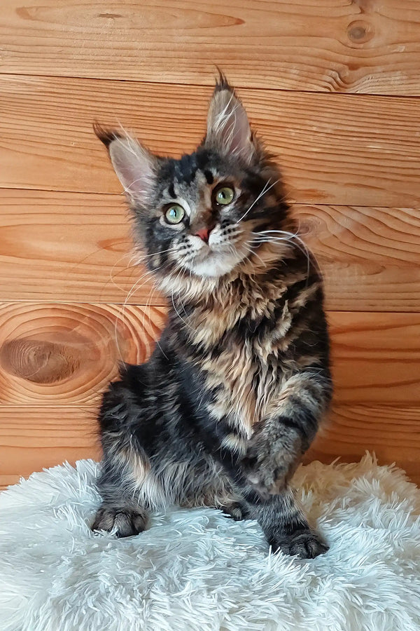 Eleonora | maine coon kitten