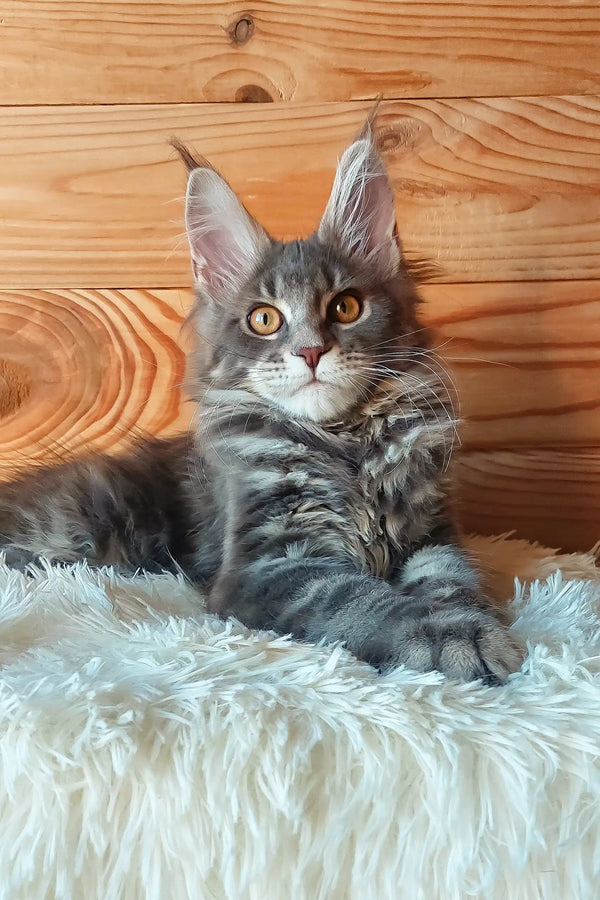 Eley | maine coon kitten