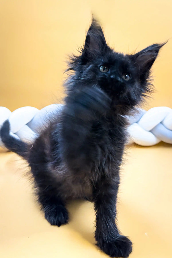 Fluffy black Maine Coon kitten Eliza with alert ears and bright eyes ready to play