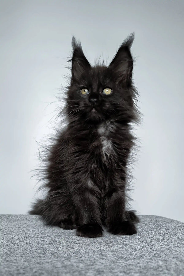 Fluffy black Maine Coon kitten from the Elli Maine Coon Kitten collection