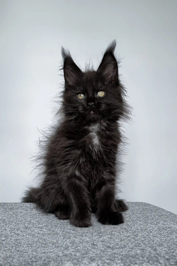 Fluffy black Maine Coon kitten named Elli, perfect for your cuddle buddy collection