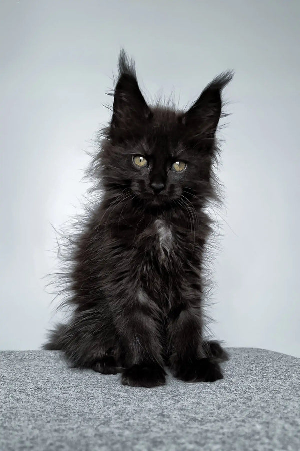 Fluffy black Maine Coon kitten from the Elli collection, super cute and playful