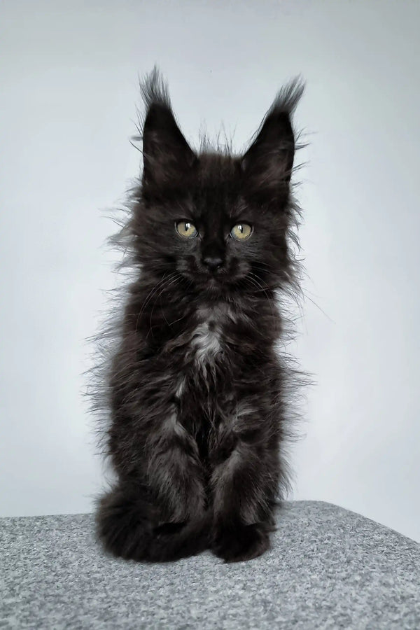 Fluffy black Maine Coon kitten named Elli ready to steal your heart