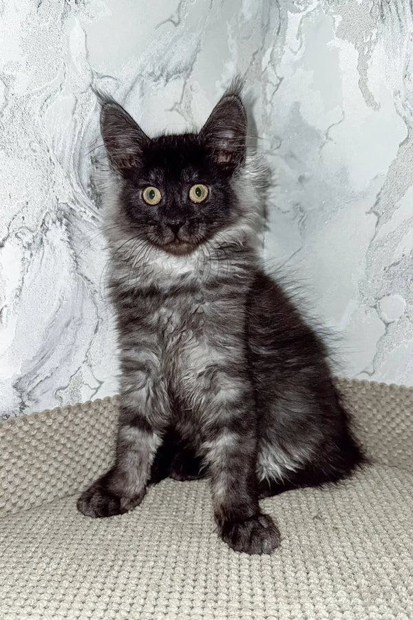 Elven | maine coon kitten