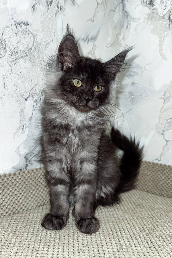 Elven | maine coon kitten