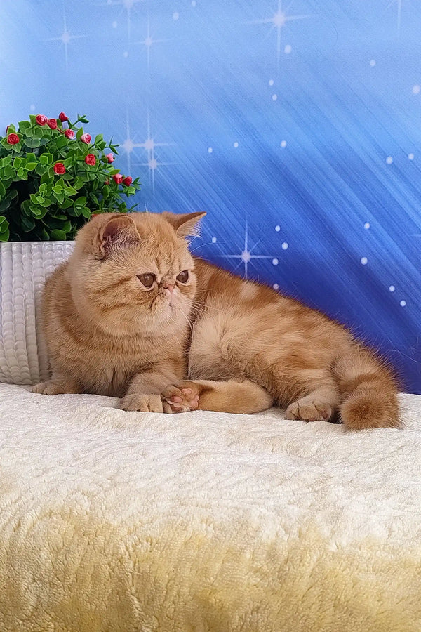 Adorable Orange Exotic Shorthair kitten named Emilia ready for a new home