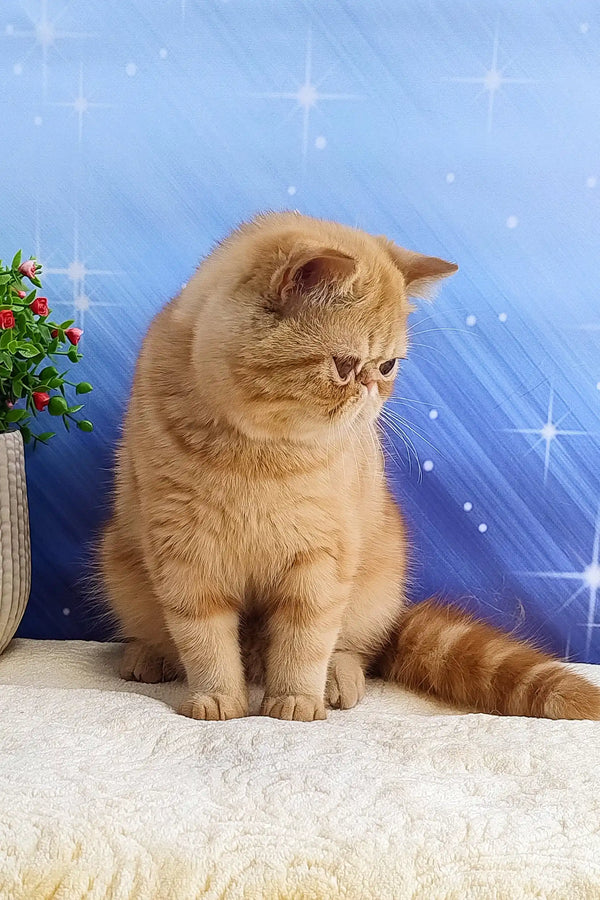Cute Orange Exotic Shorthair Cat in the Emilia | Exotic Shorthair Kitten product