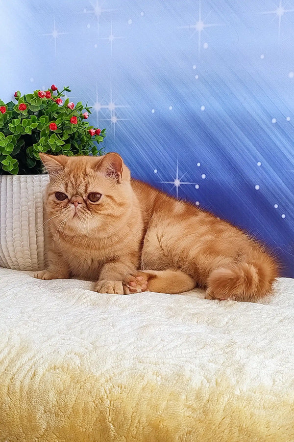 Orange Exotic Shorthair cat named Emilia in adorable pose for kitten lovers