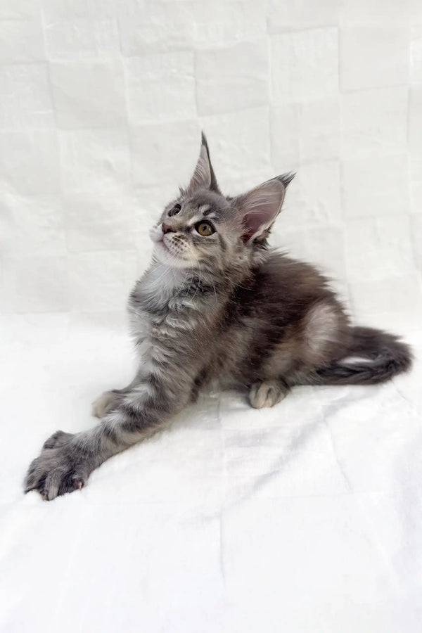Gray Maine Coon kitten named Emma, a cute Polydactyl feline friend