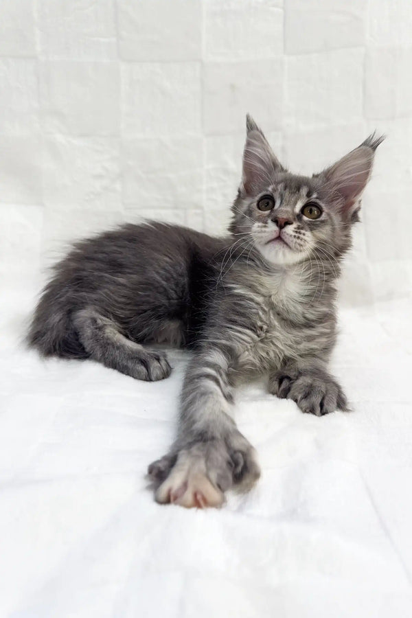 Gray Maine Coon kitten named Emma, showcasing polydactyl features and adorable charm