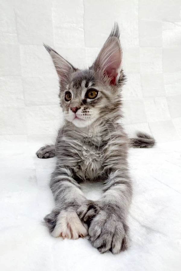 Gray tabby Maine Coon kitten named Emma showing off her polydactyl features