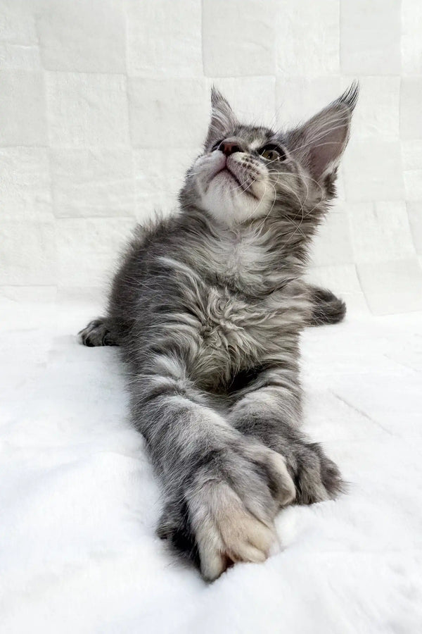 Gray tabby kitten with crossed paws in Emma | Polydactyl Maine Coon Kitten product