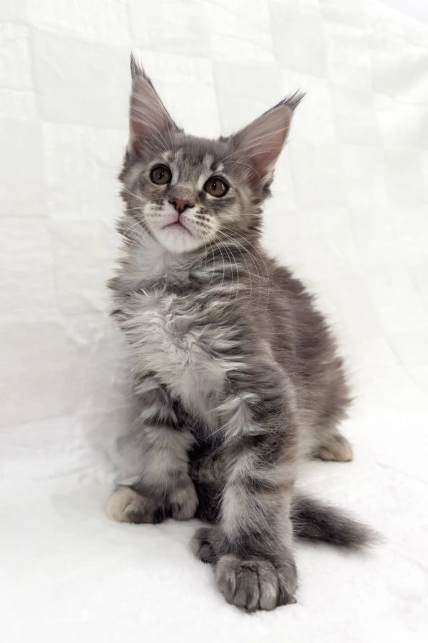 Gray tabby Maine Coon kitten named Emma, showcasing her adorable polydactyl paws