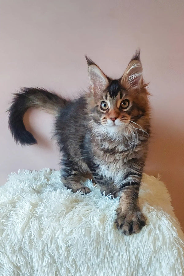 Adorable Maine Coon kitten from Emperial, perfect for cat lovers everywhere
