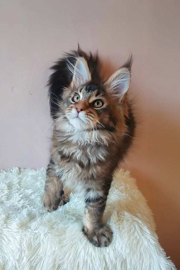 Adorable Maine Coon kitten from Emperial, perfect for cat lovers and families