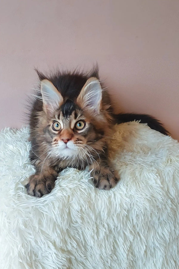 Adorable Brown Tabby Maine Coon Kitten from Emperial, perfect for cuddles and playtime