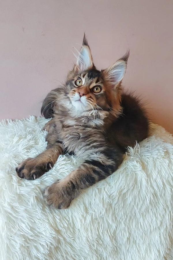 Adorable Maine Coon kitten with tufted ears from Emperial collection