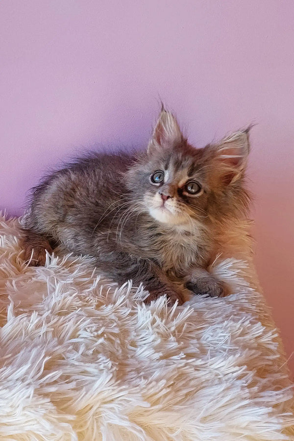 Fluffy gray Maine Coon kitten named Enisey looking adorable and playful