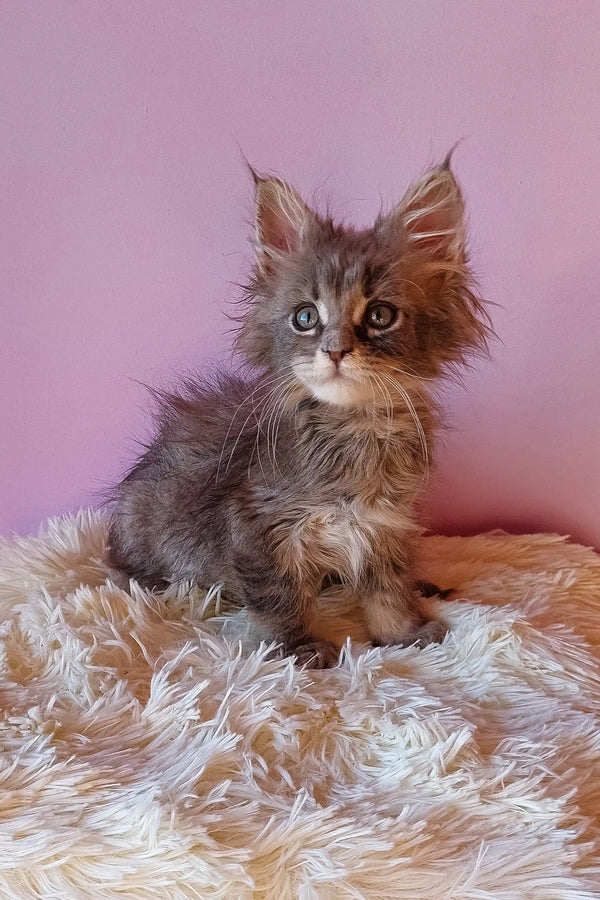 Fluffy gray kitten from the Enisey Maine Coon Kitten collection
