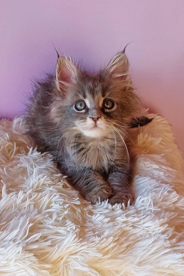Fluffy gray Maine Coon kitten from Enisey Maine Coon Kitten collection