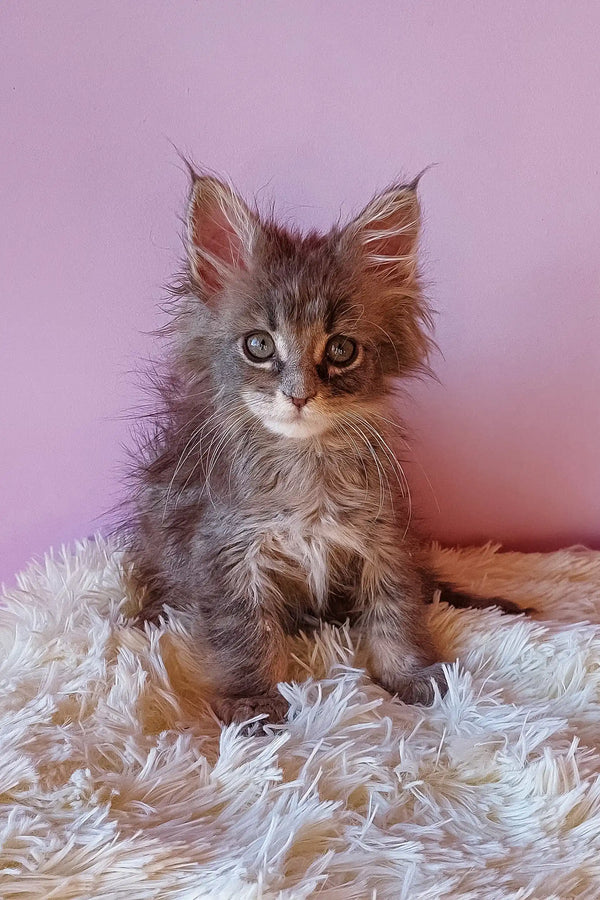 Fluffy gray Maine Coon kitten from the Enisey collection, super cute and playful