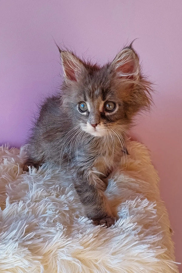 Gray Maine Coon kitten from Enisey, the perfect furry companion for your home