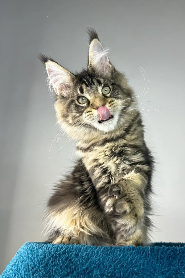 Enzo | polydactyl maine coon