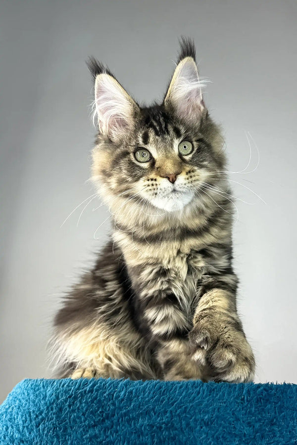 Enzo | polydactyl maine coon