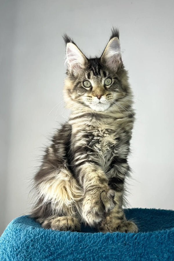 Enzo | polydactyl maine coon