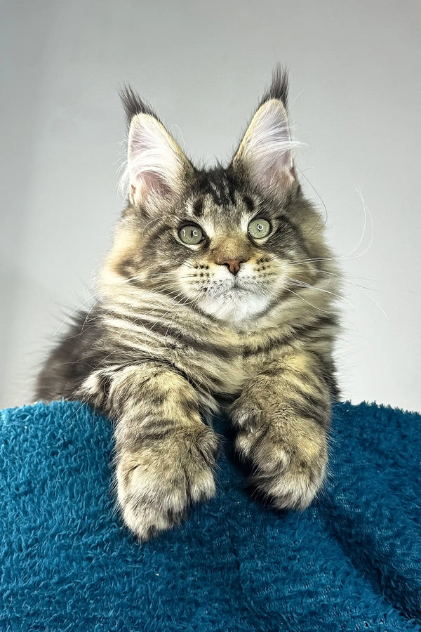 Enzo | polydactyl maine coon