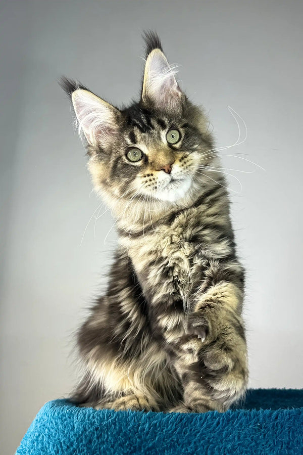 Enzo | polydactyl maine coon