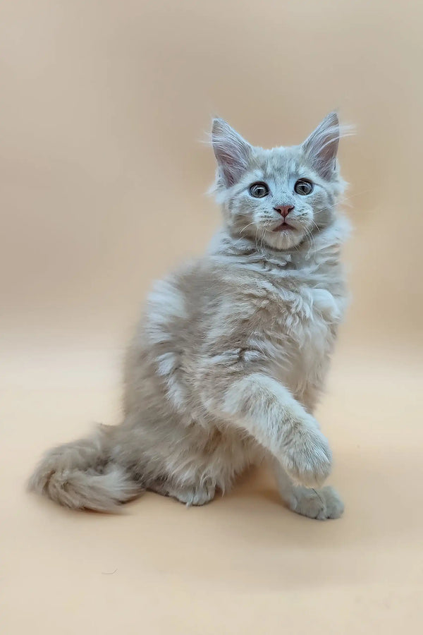 Fluffy gray Maine Coon kitten from Era, the perfect furry companion for you