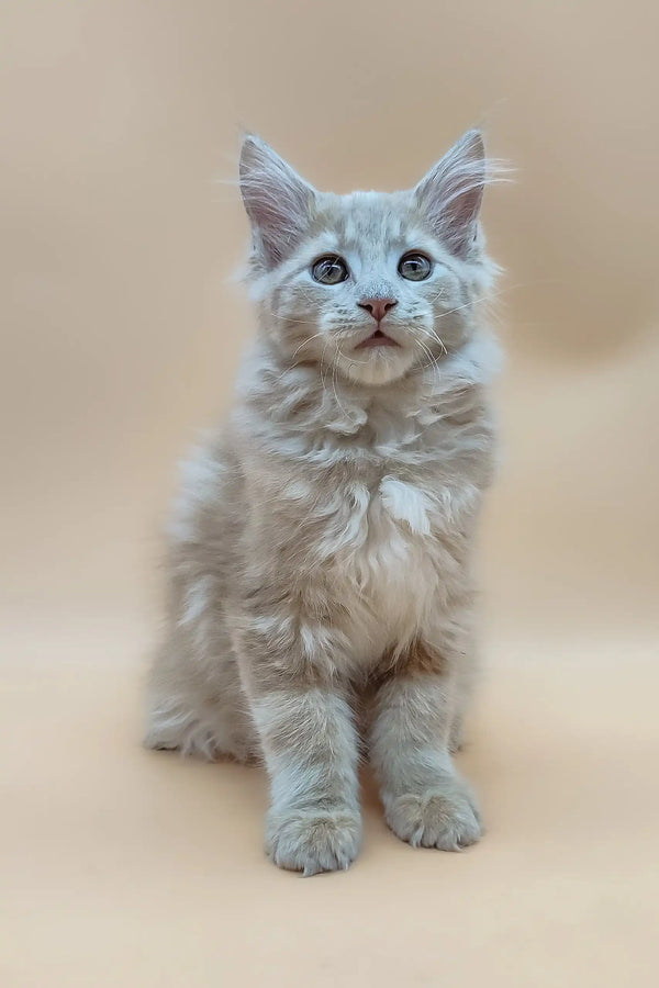 Fluffy light-orange Maine Coon kitten named Era with stunning blue eyes