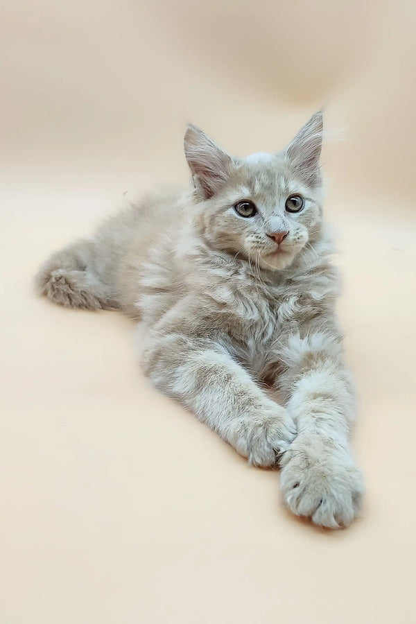 Adorable Gray Maine Coon Kitten featured in the Era Maine Coon Kitten product