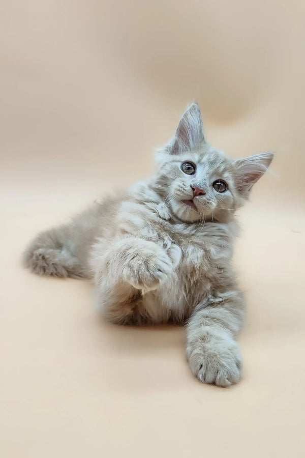 Playful fluffy gray kitten from Era Maine Coon Kitten collection