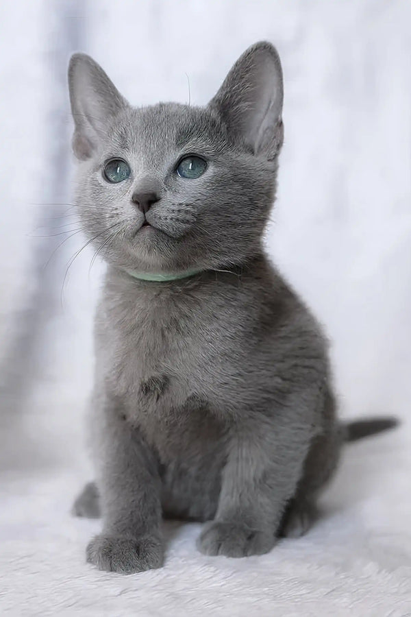 Gray Russian Blue kitten named Erica with beautiful blue eyes