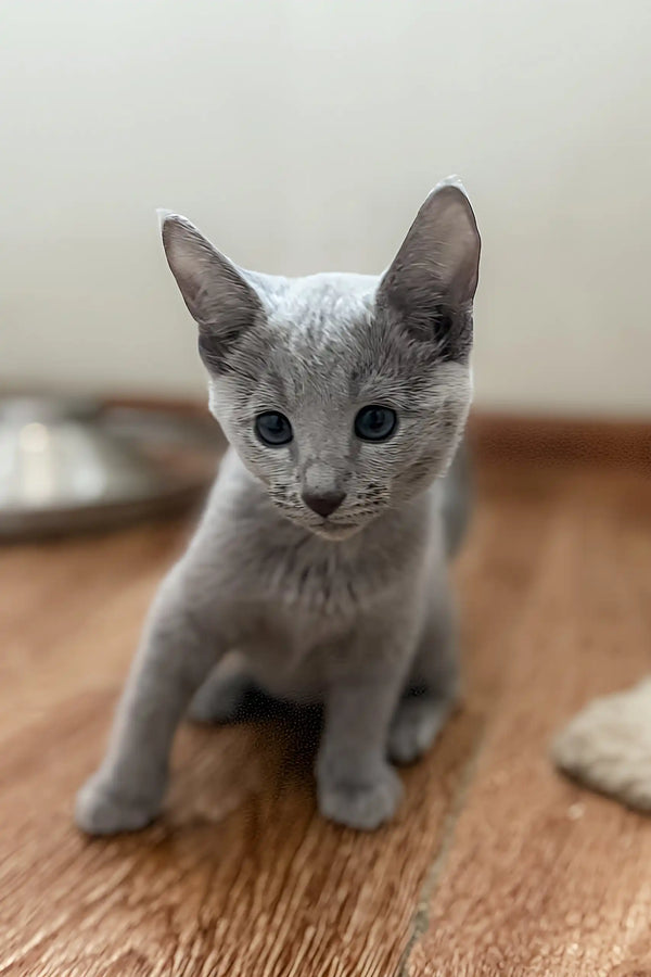 Cute gray kitten with big ears from the Erica Russian Blue Kitten collection