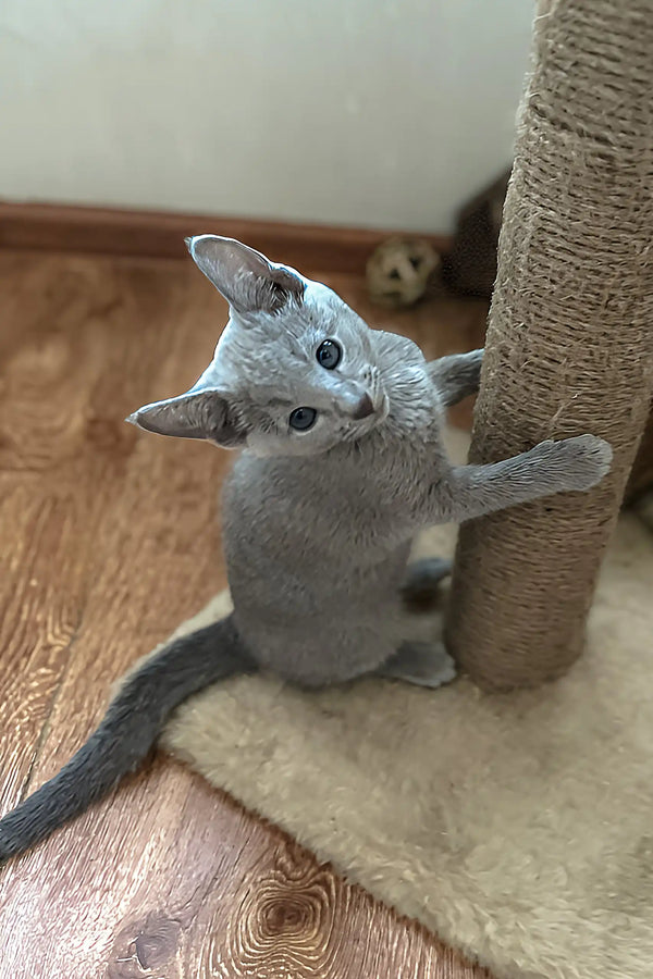 Gray kitten hugging scratching post in Erica, a playful Russian Blue companion