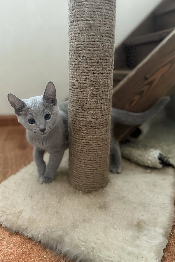 Gray kitten Erica, a Russian Blue, exploring her new scratching post