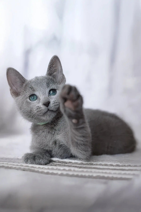 Gray kitten with raised paw in the Erica | Russian Blue Kitten product image