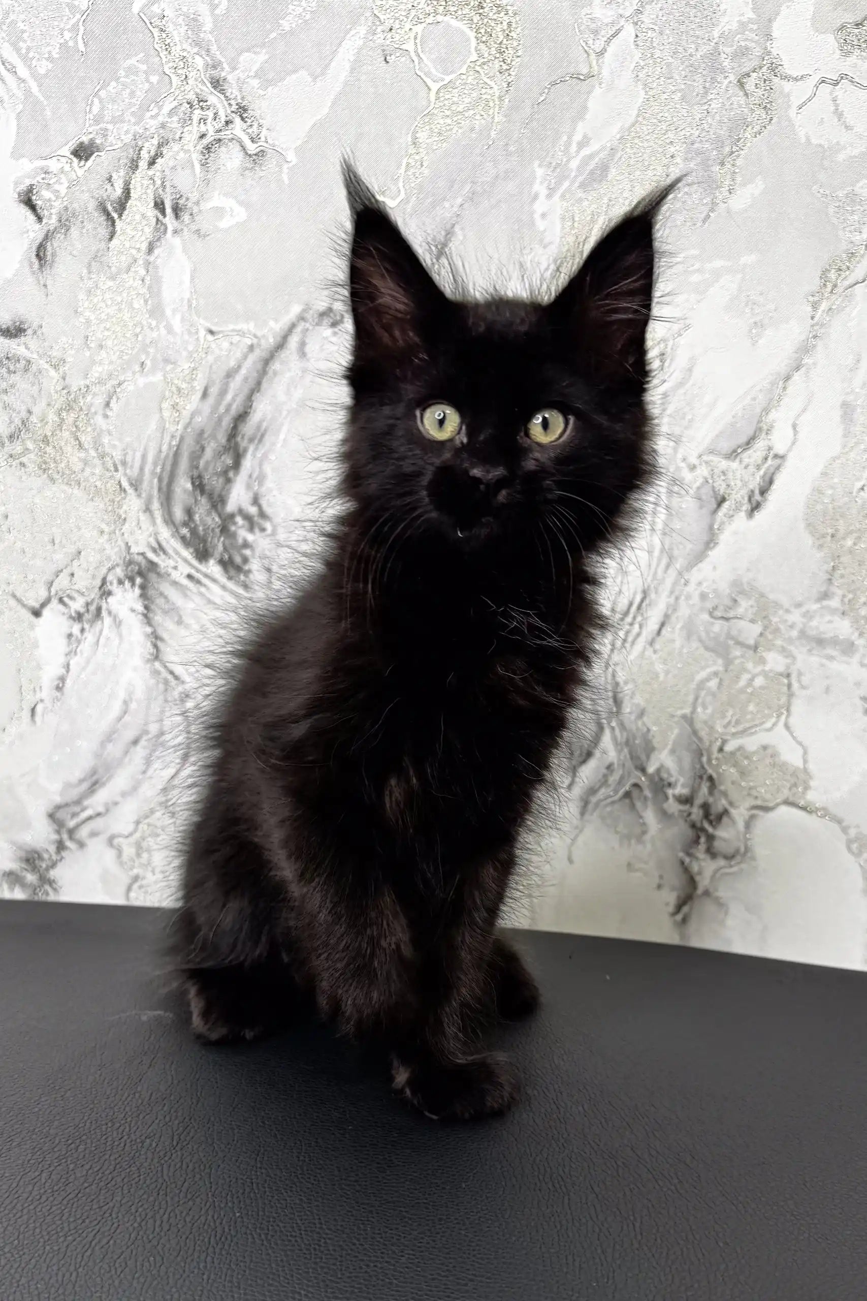 Meet Erik Adorable Black Maine Coon Kitten meet-erik-adorable-black-maine-coon-kitten