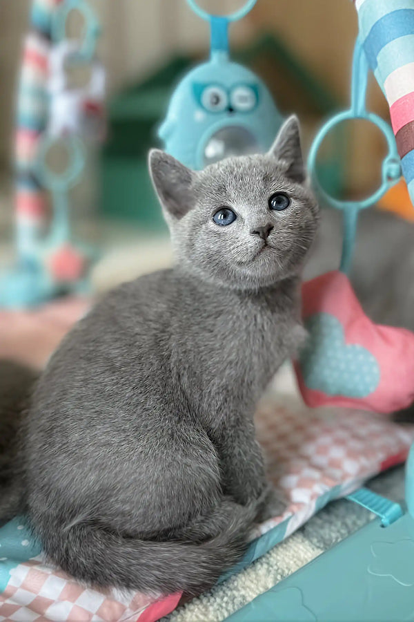 Gray kitten with striking blue eyes from Erik, the adorable Russian Blue Kitten