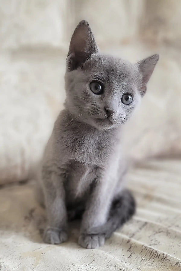 Cute Gray kitten with blue eyes named Erik, perfect Russian Blue companion
