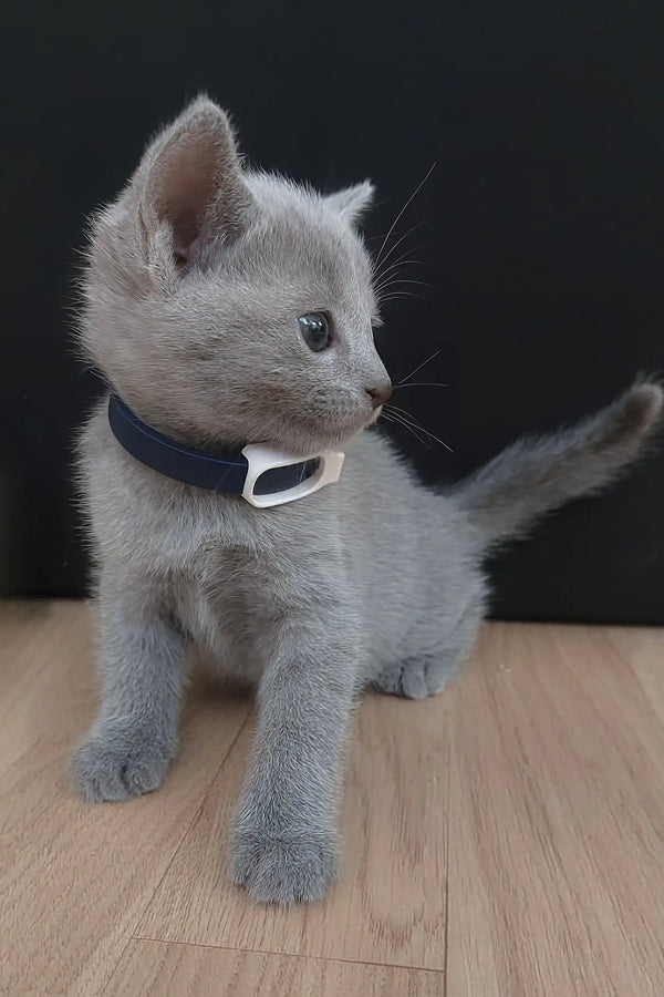 Gray Russian Blue kitten Erik wearing a cute collar, ready for adoption