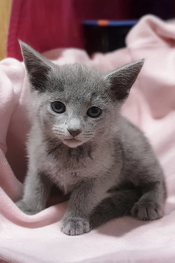 Gray Russian Blue kitten Erik with pointy ears, looking adorable and playful