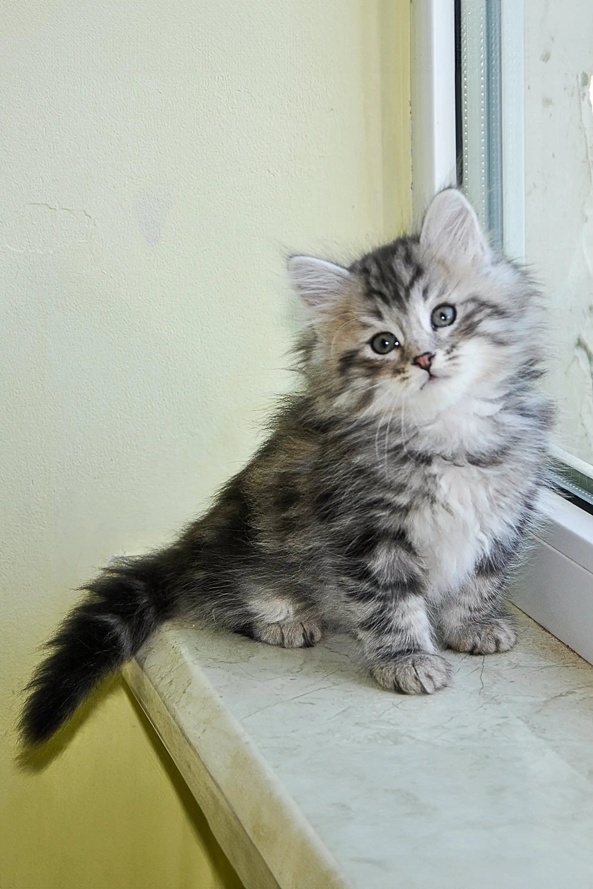 Siberian fashion kittens for